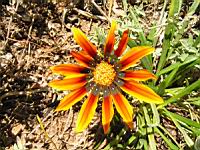 Arctotis (en Corse) (02) (Photo F. Mrugala)